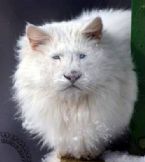 Cat Lion Hybrid ... (Click to enlarge)