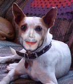 Michael Jackson Dog Hybrid ... (Click to enlarge)