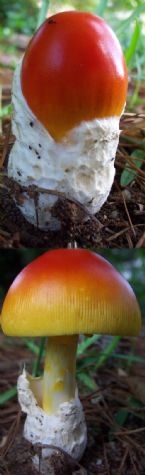 Before After Mushroom ... (Click to enlarge)