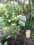 Mulberry Tree planting ... (Click to enlarge)