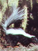 Skunk