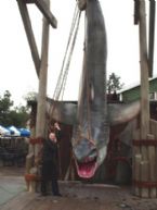 Giant shark I cot yesterday ... (Click to enlarge)