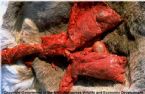 Caribou lungs with E granulosus hydatid cysts ... (Click to enlarge)