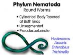 parasites/ascaris_lumbricoides ... (Click to enlarge)