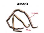 parasites/ascaris_lumbricoides ... (Click to enlarge)