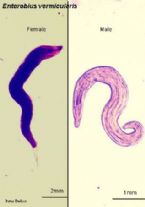 parasites/different_photos ... (Click to enlarge)