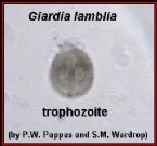 parasites/different_photos ... (Click to enlarge)