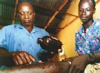 Guinea  worm, People infected with parasite ... (Click to enlarge)