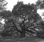 Angel oak ... (Click to enlarge)