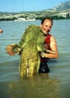 Largest Cat Fish I cot ... (Click to enlarge)