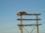 How to lift a large deer up on top of the pole? ... (Click to enlarge)