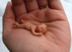 Amazing Miniature Babies by Camille Allen ... (Click to enlarge)