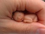 Amazing Miniature Babies by Camille Allen ... (Click to enlarge)