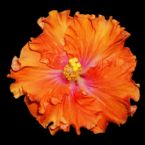 Orange Flower ... (Click to enlarge)