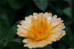 calendula officinalis ... (Click to enlarge)