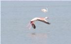 Flamingo flying 5 ... (Click to enlarge)