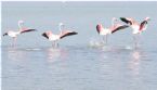 Flamingos flying 01 ... (Click to enlarge)