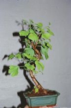 Bonsai, Traditional Japanese Art ... (Click to enlarge)