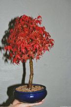 Bonsai, Traditional Japanese Art ... (Click to enlarge)