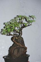 Bonsai, Traditional Japanese Art ... (Click to enlarge)