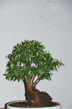 Bonsai, Traditional Japanese Art ... (Click to enlarge)