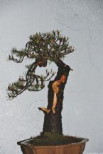 Bonsai, Traditional Japanese Art ... (Click to enlarge)