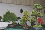 Bonsai, Traditional Japanese Art ... (Click to enlarge)