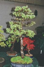 Bonsai, Traditional Japanese Art ... (Click to enlarge)