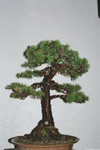 Bonsai, Traditional Japanese Art ... (Click to enlarge)