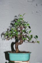 Bonsai, Traditional Japanese Art ... (Click to enlarge)