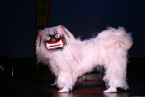 Traditional Japanese Okinawa Lion Dance ... (Click to enlarge)