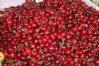 Cherries, Moreller, Bergen, Norway ... (Click to enlarge)